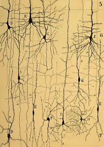 Science Source Collection Prints: Cajal's 1904 Print of Brain Microstructure