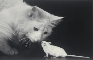 Cat and mouse Print from ScienceSource