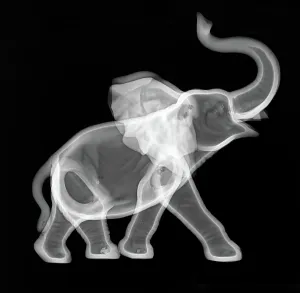 Digital X-ray Image of Ceramic Elephant Print