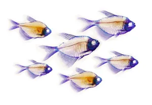 Science Source Collection Prints: Alizarin Red Stained Fish Skeleton Print