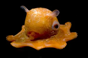 Flapjack Octopus Print, a photograph of a deep water species
