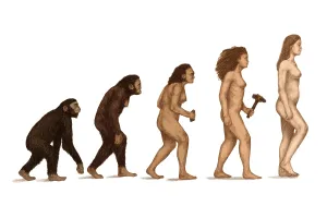 Female Hominid Evolution Print