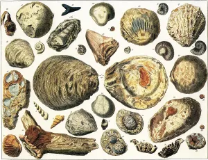 Petrified Marine Shells Print