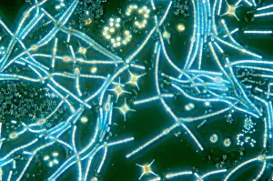 Phytoplankton Print: Anabaena and Staurastrum Cells at x80 Magnification