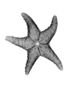 X-ray Print of Starfish