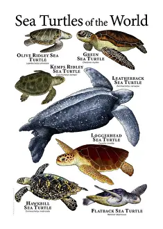 Related Image Prints: Sea Turtles Print: A Colorful Collage of Seven Species