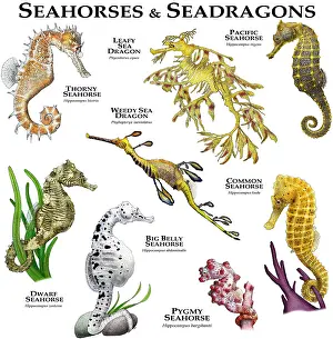 Pacific Ocean Creatures Prints: Seahorses and Seadragons