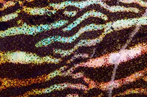 Colorful Fish Prints: Sepia Cuttlefish