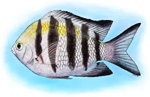 Sergeant Major Fish Print