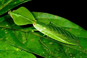Amazon Rainforest Fauna Prints: Shield Mantis