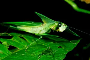 Amazon Rainforest Fauna Prints: Shield Mantis