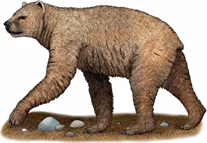 Extinct Mammals Prints: Short-faced Bear