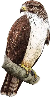 Wildlife Illustration Prints: Short-Tailed-Hawk