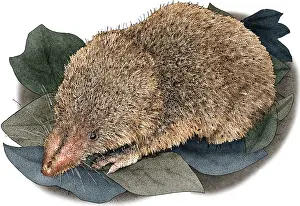 American Wildlife Art Prints: Least Shrew