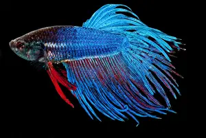 Betta Splendens Prints: Siamese Fighting Fish