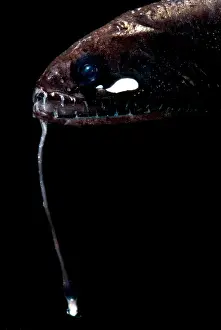 Deep Sea Fish Prints: Sickle Snaggletooth