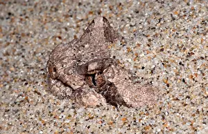 Vertebrate Wildlife Photos Prints: Sidewinder