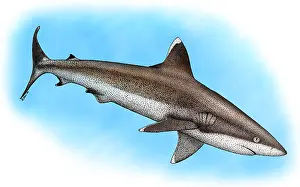 Ocean Wildlife Art Prints: Silvertip Reef Shark