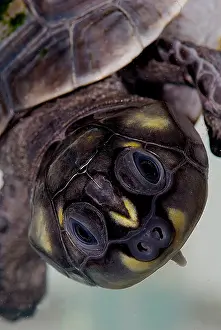 Amazon Basin Wildlife Prints: Six-tubercled River Turtle