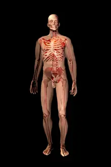 Human Skeleton Illustration Prints: Skeleton