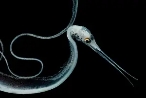 Tropical Ocean Fish Prints: Slender Snipe Eel