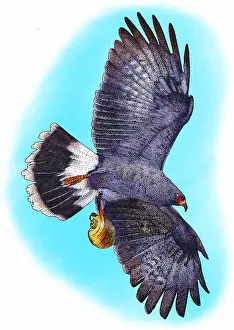 Snail kite Print with Apple Snail