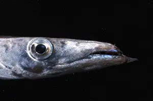 Deep Sea Fish Prints: Snake Mackerel