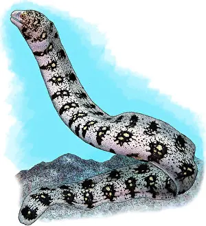 Marine Life Illustration Prints: Snowflake Moray Eel