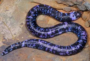 Wildlife In Brazil Prints: Speckled Worm Lizard