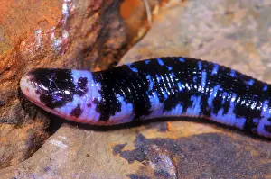 Wildlife In Brazil Prints: Speckled Worm Lizard