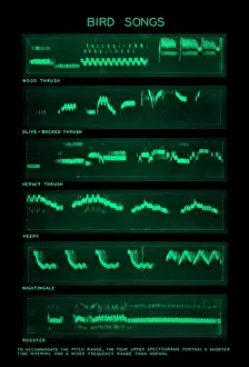 Spectrogram Print of Bird Songs