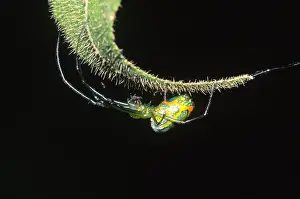 Ecuadorian Wildlife Prints: Spider