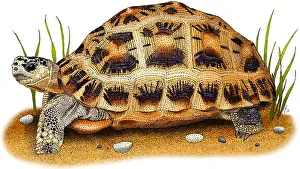 Critically Endangered Animals Prints: Spider Tortoise