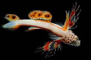 Colorful Ocean Creatures Prints: Spikefin Goby