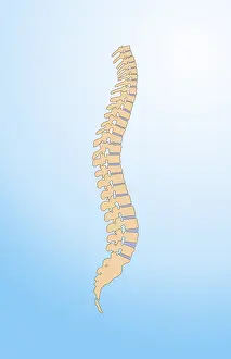 Spinal Column Illustration Prints: Spinal Column