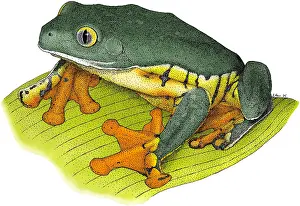 Central America Fauna Prints: Splendid Leaf Frog