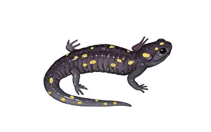 Wildlife Artwork Prints: Spotted Salamander