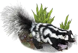 American Wildlife Art Prints: Spotted Skunk