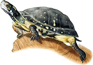 American Wildlife Art Prints: Spotted Turtle
