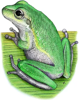 Wildlife Illustration Prints: Squirrel Treefrog