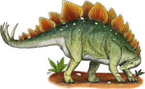 Stegosaurus Illustration Prints: Stegosaurus