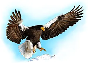 Wildlife Illustration Prints: Stellar's Sea Eagle
