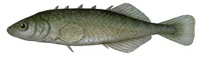 Animal Illustrations Online Prints: Stickleback