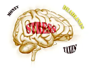 Human Brain Stress Print