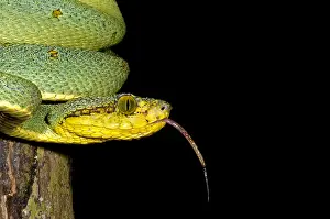 Peruvian Wildlife Prints: Two Striped Forest Pit Viper