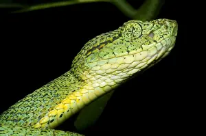 Venomous Reptiles Prints: Two Striped Forest Pit Viper