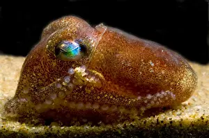 Pacific Ocean Creatures Prints: Stubby Squid