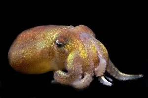 Deep Sea Squid Prints: Stubby Squid