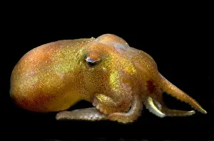 Deep Sea Squid Prints: Stubby Squid