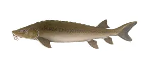 Freshwater Fish Species Prints: Sturgeon